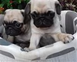 cuccioli di razza carlino fulvo crema beige nero
