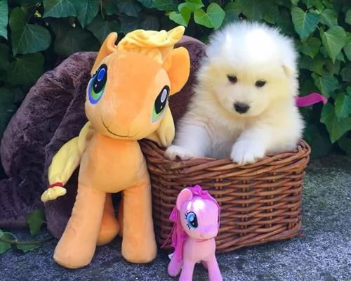 cucciole di samoiedo | Foto 0