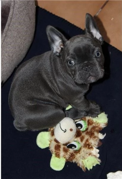 bouledogue francese femmina e maschio blu  | Foto 0