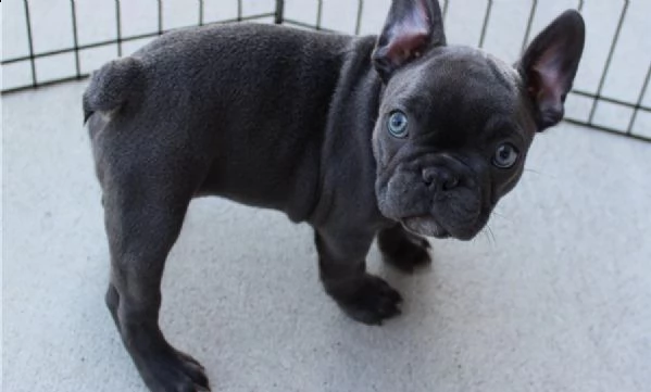 bouledogue francese femmina e maschio blu 