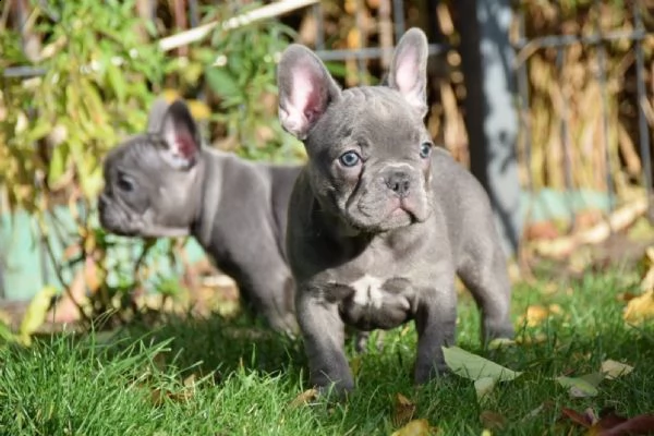 bulldog francese bouledogue 