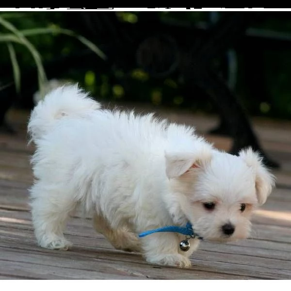bellissimi cuccioli di maltese 