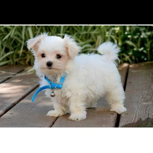 bellissimi cuccioli di maltese  | Foto 0