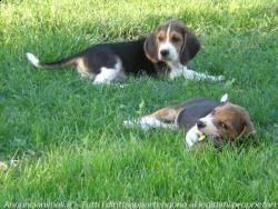 beagle cuccioli splendidi con pedigree