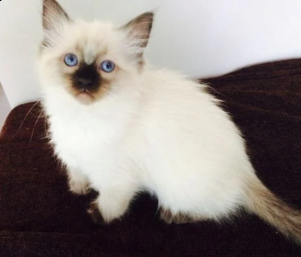 bellissimi cuccioli di gatti sacro di birmania | Foto 0