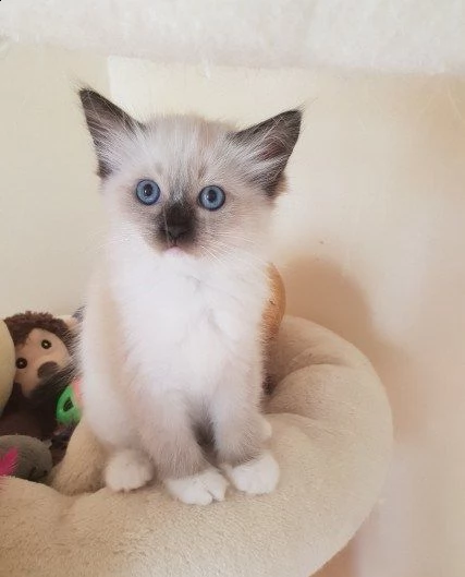 bellissimi cuccioli di gatti sacro di birmania