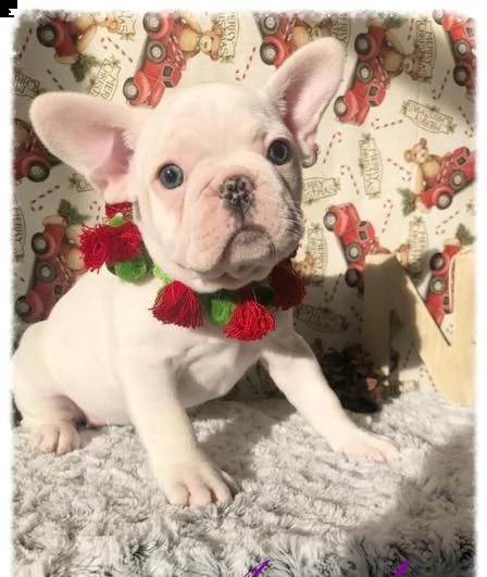 booledogue francese pedigree 