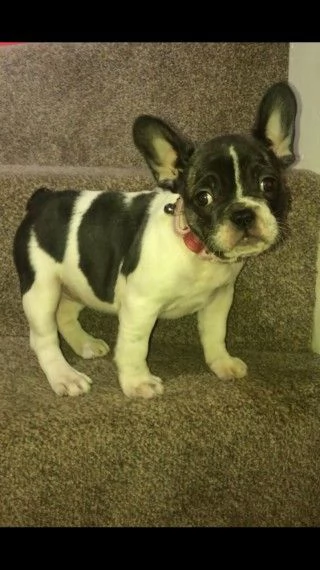 booledogue francese pedigree  | Foto 0