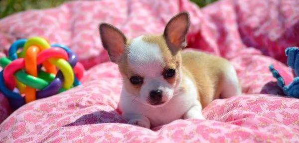 ho nuovi cuccioli di chihuahua | Foto 2