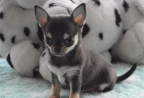 ho nuovi cuccioli di chihuahua | Foto 1