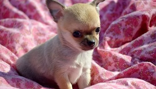 ho nuovi cuccioli di chihuahua
