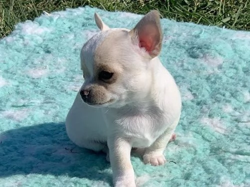 ho nuovi cuccioli di chihuahua | Foto 0