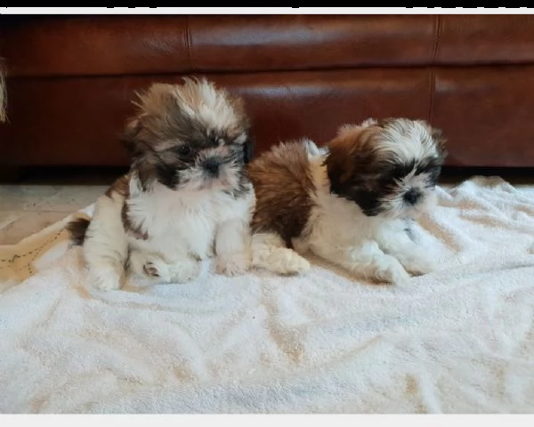 shih-tzu cuccioli consegna a domicilio | Foto 0