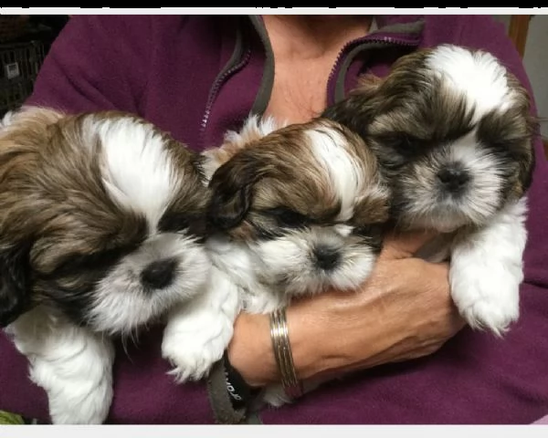 shih-tzu cuccioli consegna a domicilio