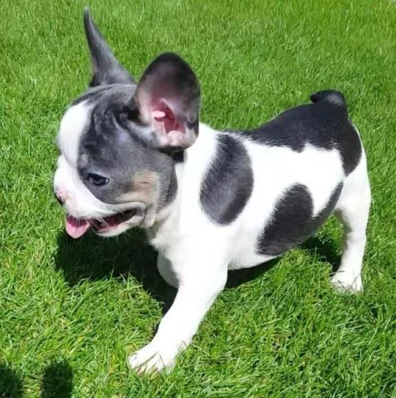 cuccioli di bouledogue francese