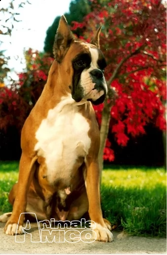 cuccioli vendo boxer cuccioloni e cuccioli-allevamento boxer della valle dei sensi-boxer a milano e sondrio-vendo cuccioli boxer a lodi