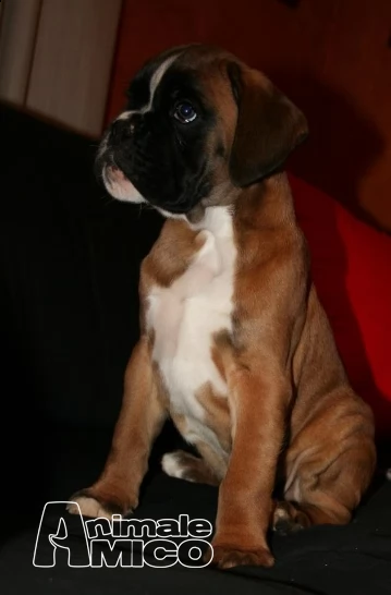 boxer cuccioli la spezia | Foto 5