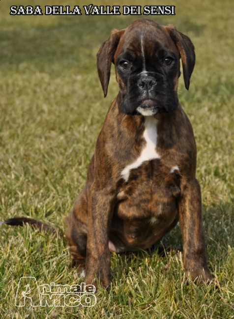 boxer cuccioli la spezia | Foto 4