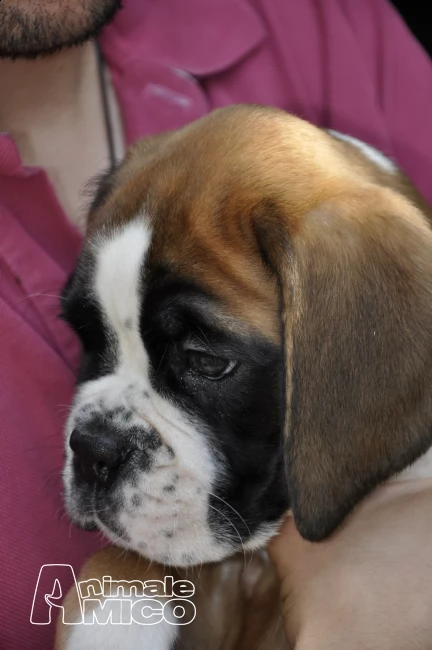 boxer cuccioli la spezia | Foto 3