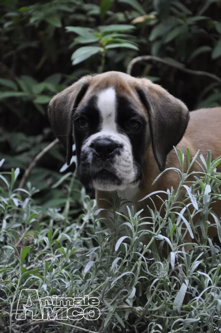 boxer cuccioli la spezia | Foto 2