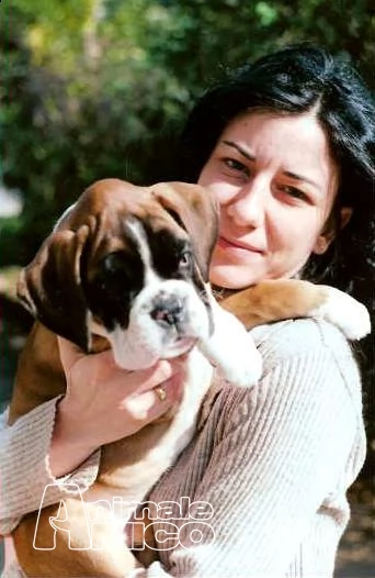 boxer cuccioli la spezia