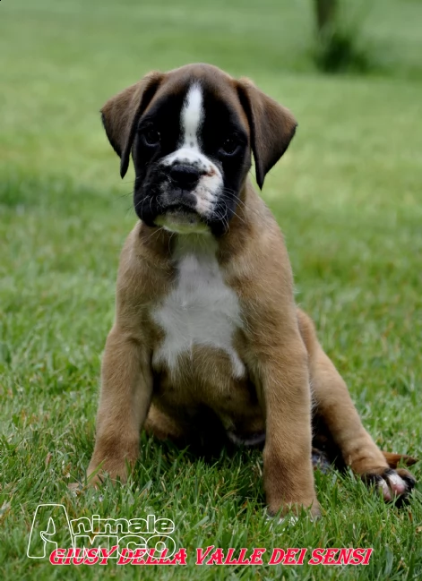 boxer cuccioli la spezia | Foto 0