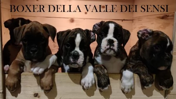 boxer cuccioli e cuccioloni vendo in provincia di treviso - boxer vendo a venezia | Foto 3