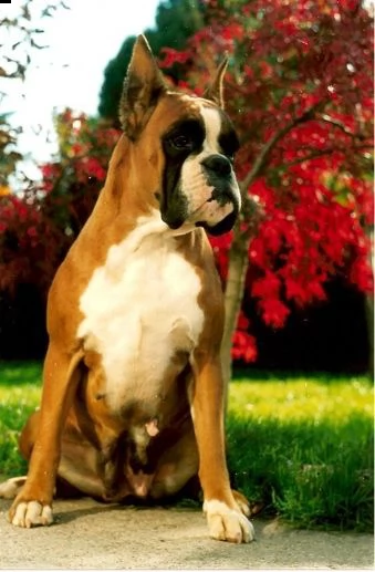 allevamento boxer della valle dei sensi- cuccioli boxer vendo | Foto 1