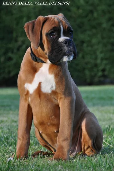 CUCCIOLI BOXER | Foto 5