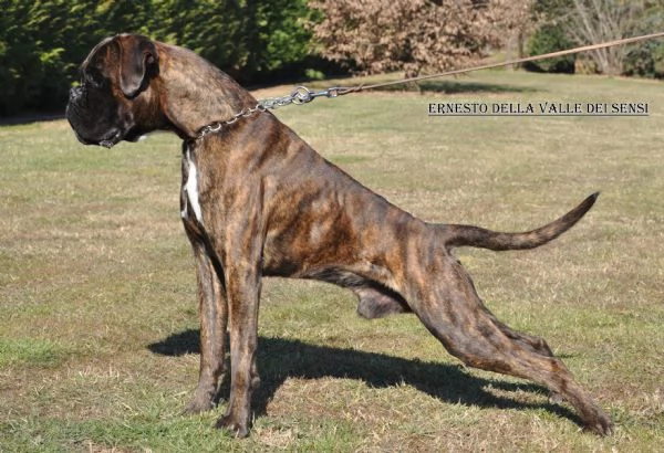 CUCCIOLI BOXER | Foto 4