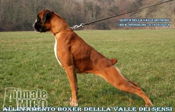 boxer cuccioli vendita e consegne in tutta italia-della valle dei sensi boxer | Foto 1