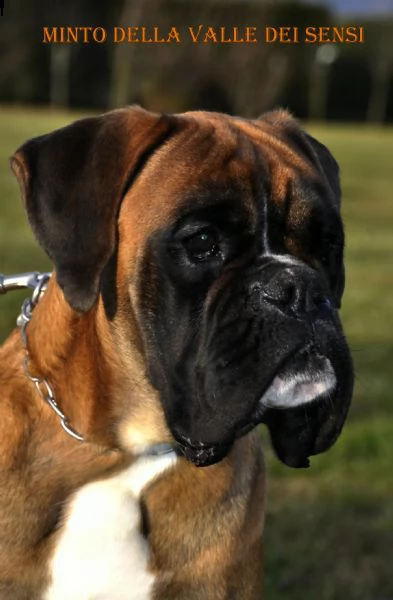 boxer maschio con importante linea di sangue disponibile per accoppiamenti