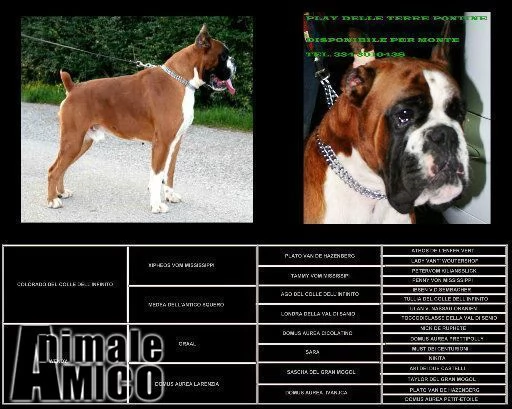 boxer maschio con importante linea di sangue disponibile per accoppiamenti | Foto 1