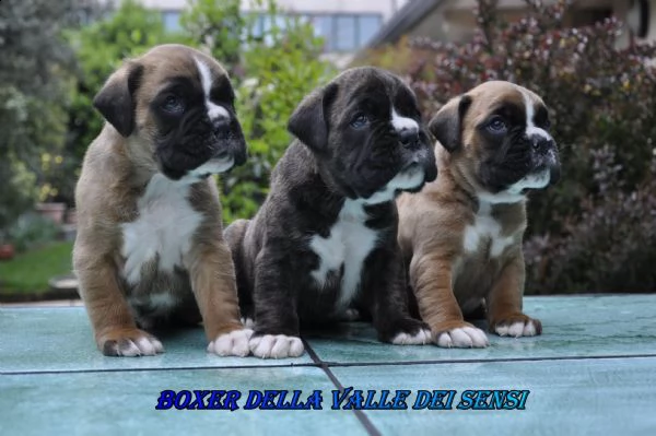 boxer cuccioli e cuccioloni vendo a trento | Foto 5