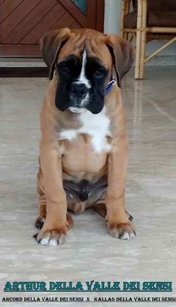 boxer cuccioli e cuccioloni vendo a trento | Foto 4