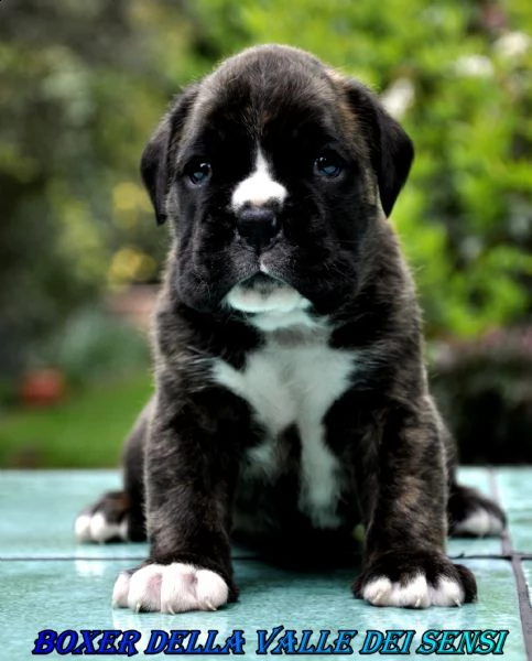 boxer cuccioli e cuccioloni vendo a trento | Foto 3