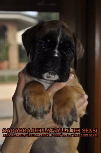 boxer cuccioli e cuccioloni vendo a trento | Foto 2