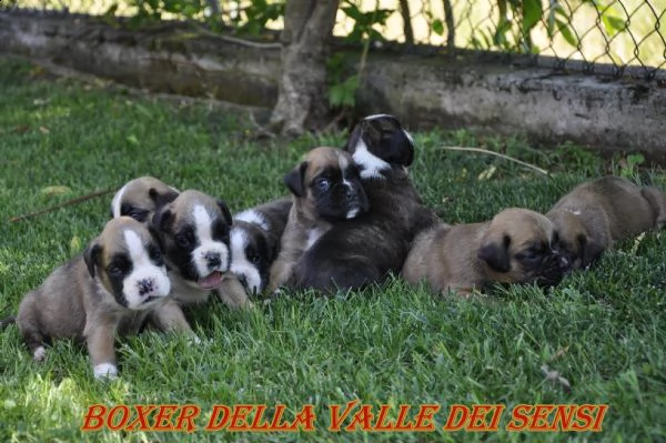 boxer cuccioli e cuccioloni vendo a trento | Foto 1