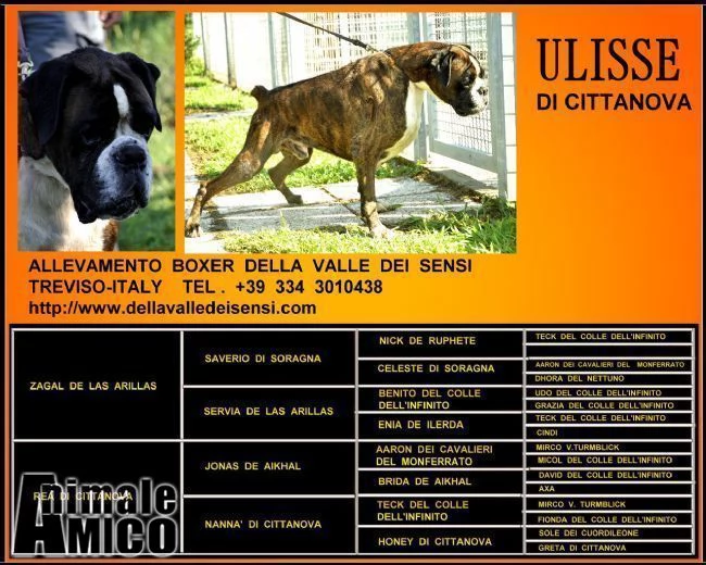 boxer maschio per accoppiamento | Foto 1
