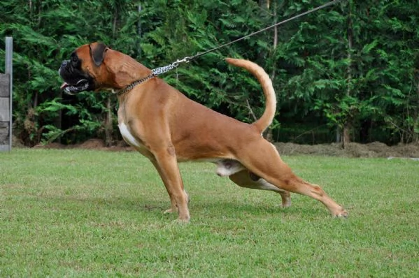boxer maschio per accoppiamento