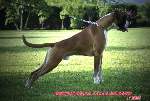 boxer maschio per accoppiamento-boxer per monte