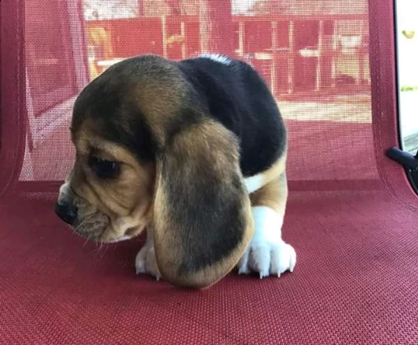 02 cucciolo di beagle carino e adorabile per adozione | Foto 0