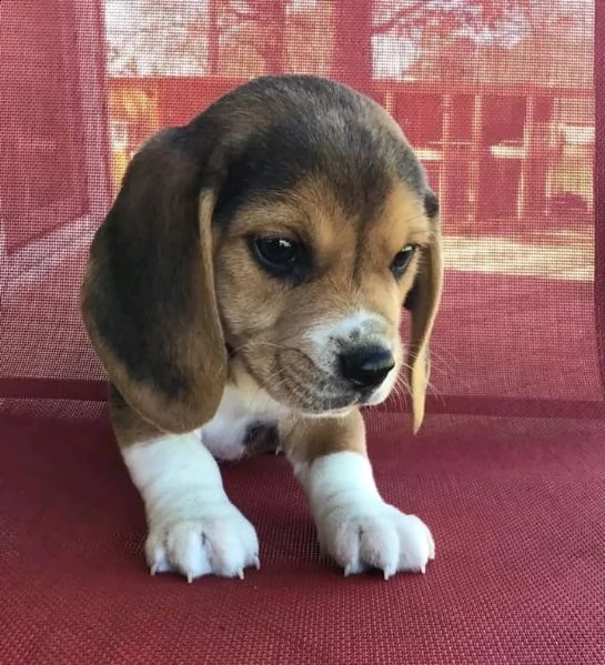 02 cucciolo di beagle carino e adorabile per adozione