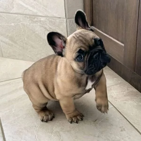 3 cucciolo a bulldog francese adorabile per l'adozione libera