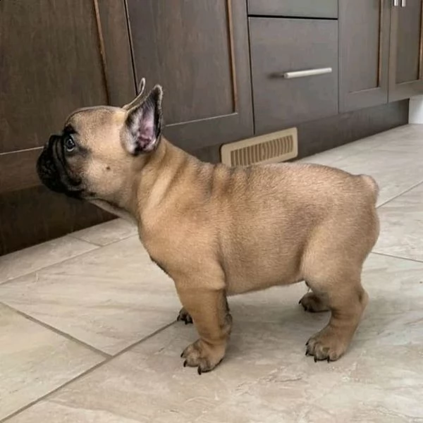 3 cucciolo a bulldog francese adorabile per l'adozione libera | Foto 0
