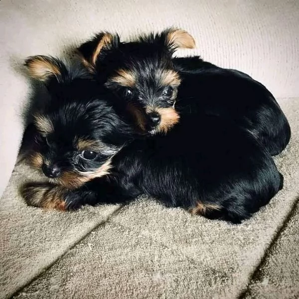 001 cucciolo di yorkshire affascinante maschio e femmina per l'adozione