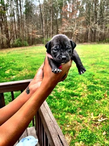 004 cucciolo adorabile maschio e femminile pitbull