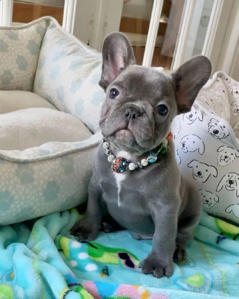 adorable frenchise  for sale  contact  if you need , serious  customers  only  | Foto 6