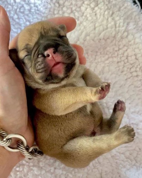 adorable frenchise  for sale  contact  if you need , serious  customers  only  | Foto 4