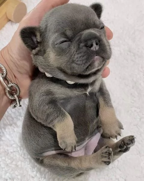 adorable frenchise  for sale  contact  if you need , serious  customers  only  | Foto 0